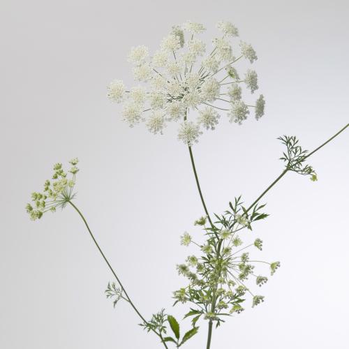 20x Ammi majus 80cm