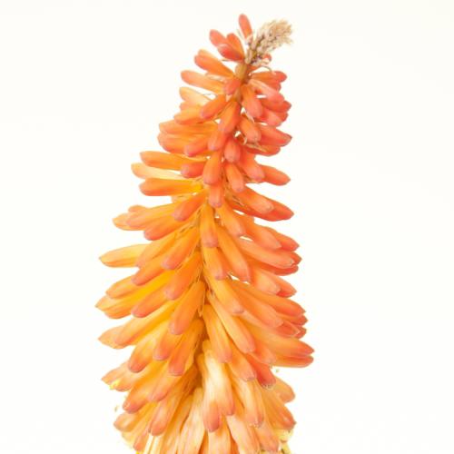 10x Kniphofia alcazar 80cm