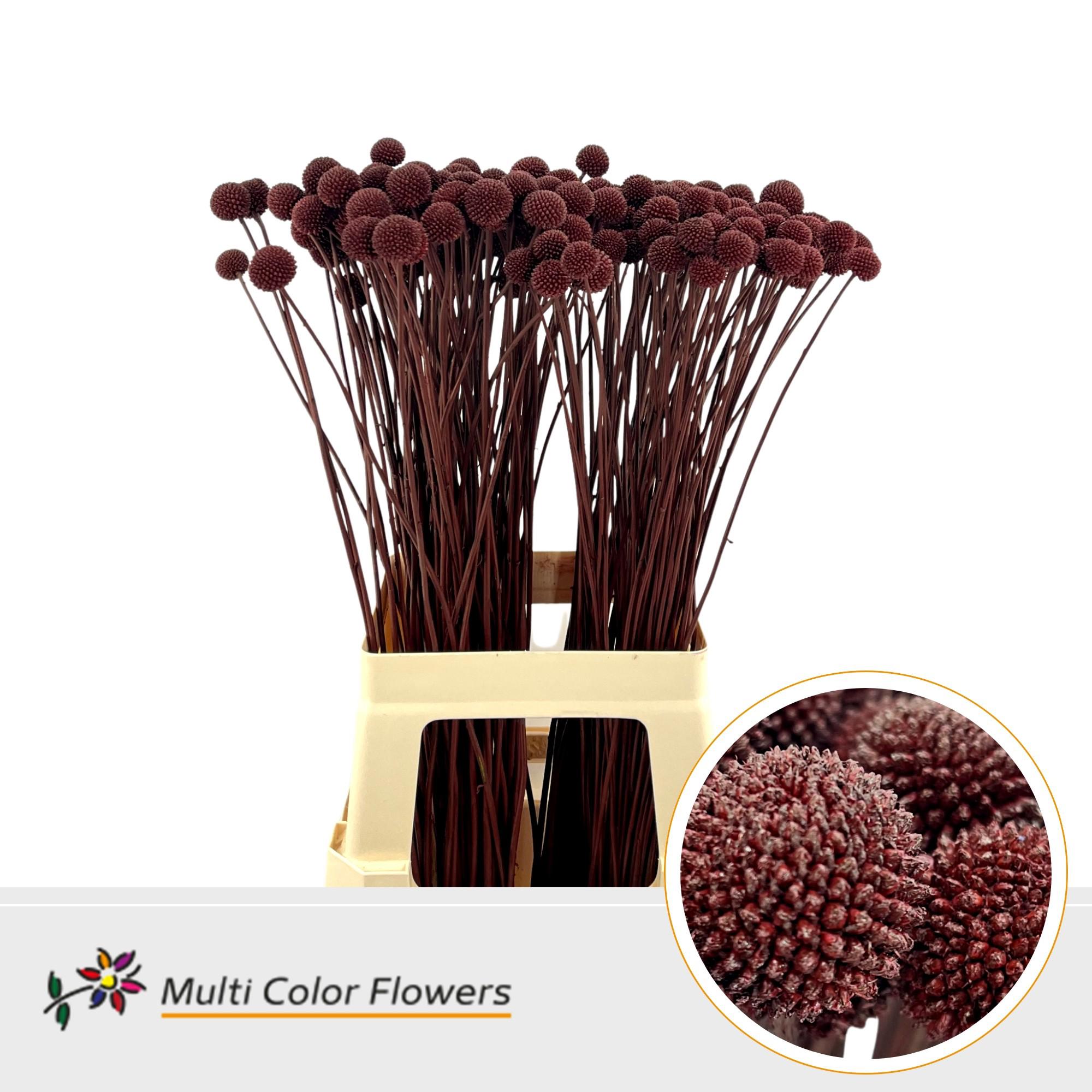 50x Craspedia bordeaux 70cm