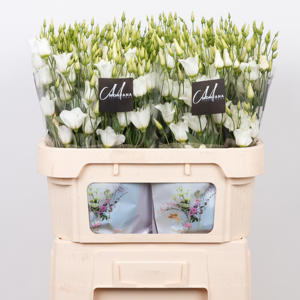 10x Eust.botanic white en 70cm