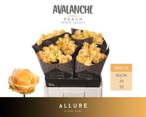10x Rosa avalanche peach+ 60cm
