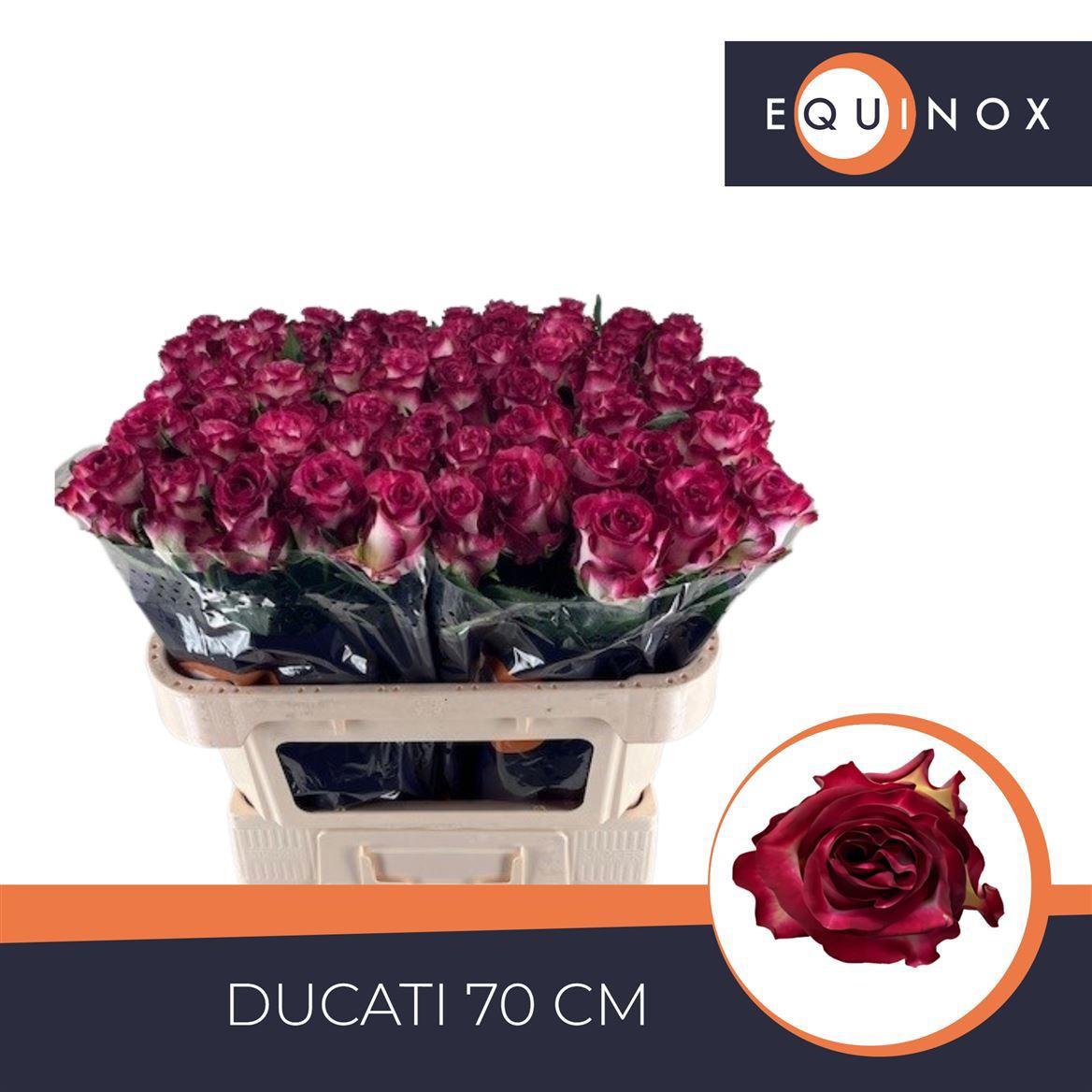 10x Rosa ducati 70cm