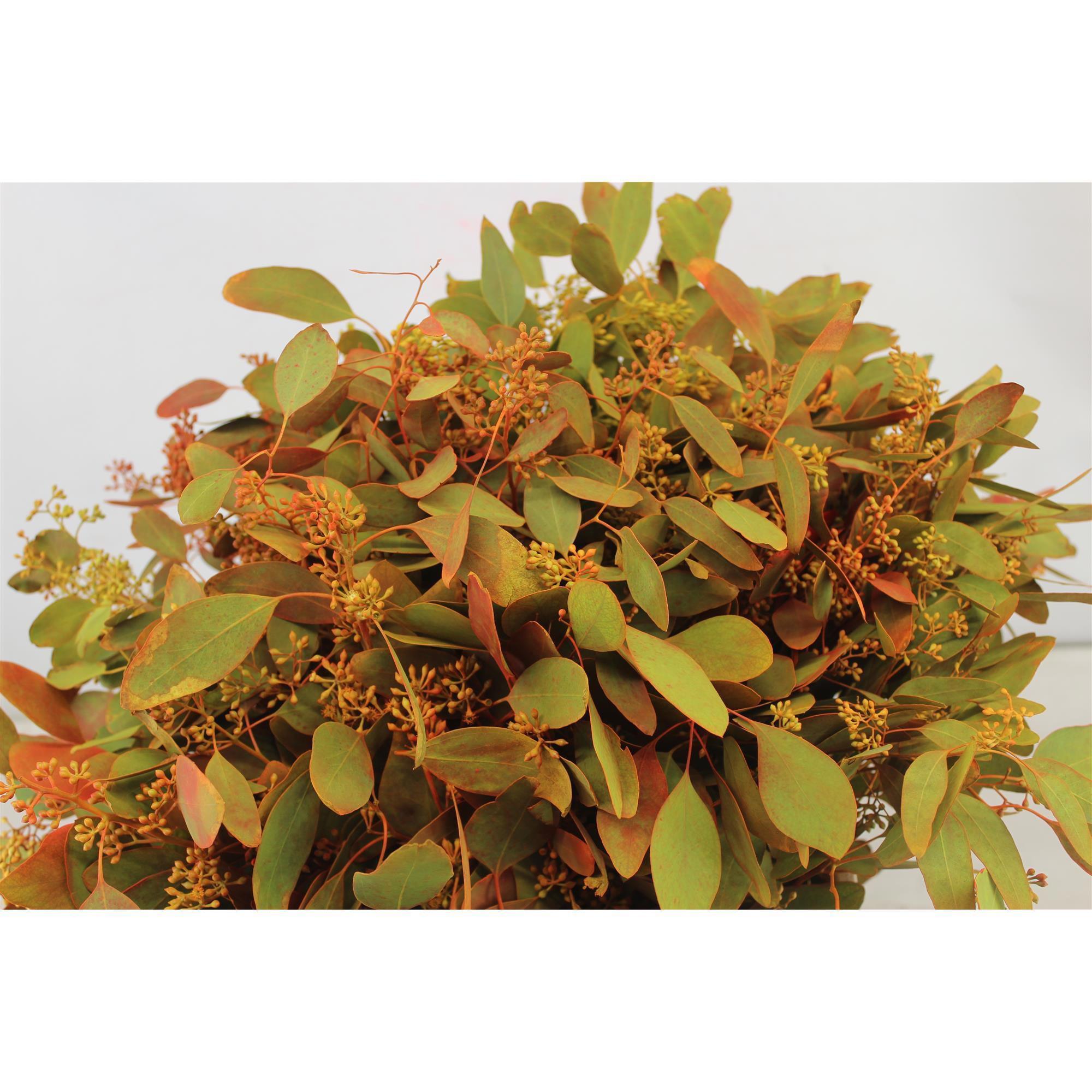 5x Sg eucalyptus pol.bes herfst 60cm