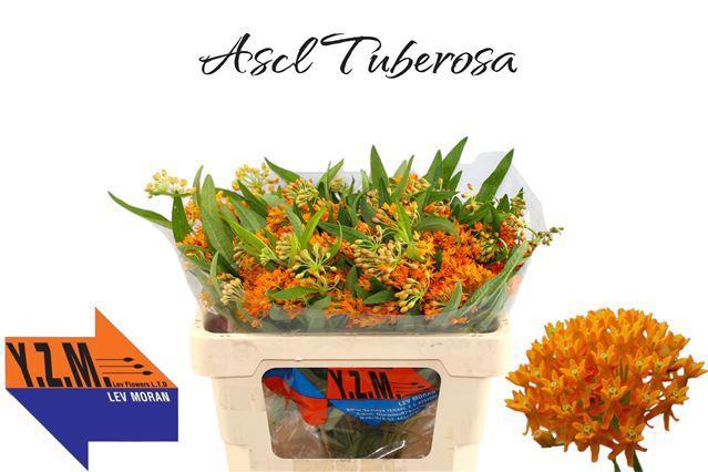 50x Ascl.tuberosa 50cm