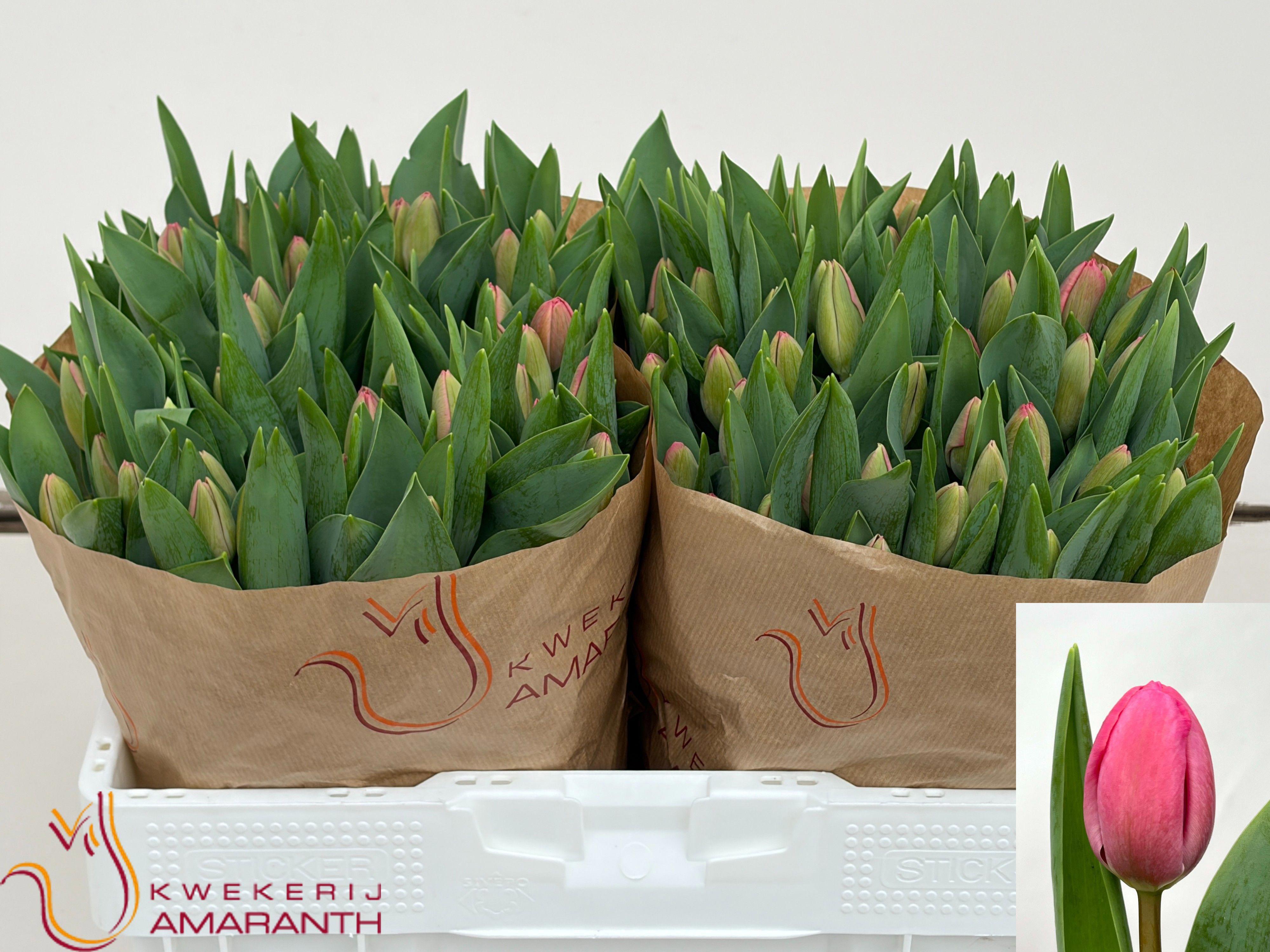 50x Tulipa carola en 40cm