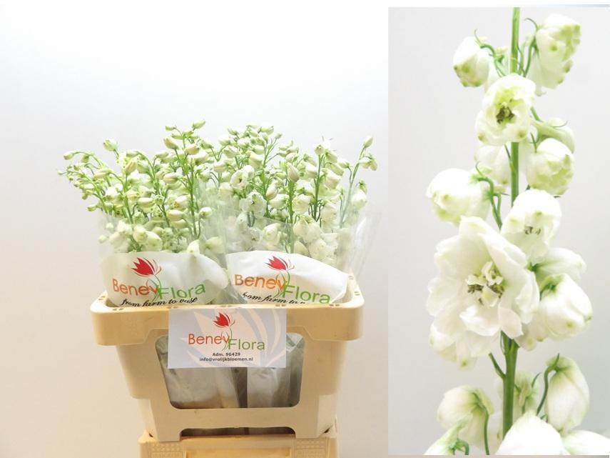 10x Delph.guardian white 60cm