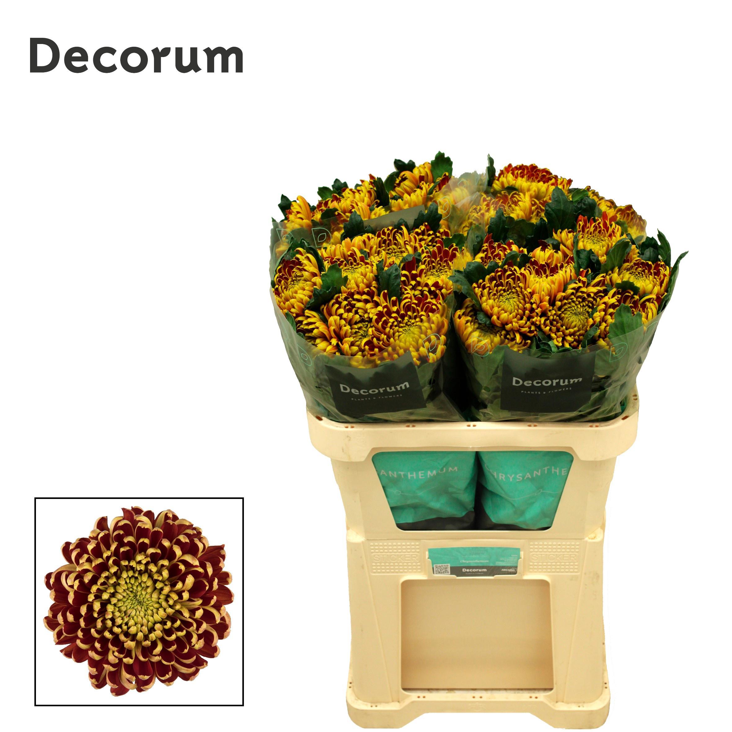 10x Chrysant fuego g 70cm