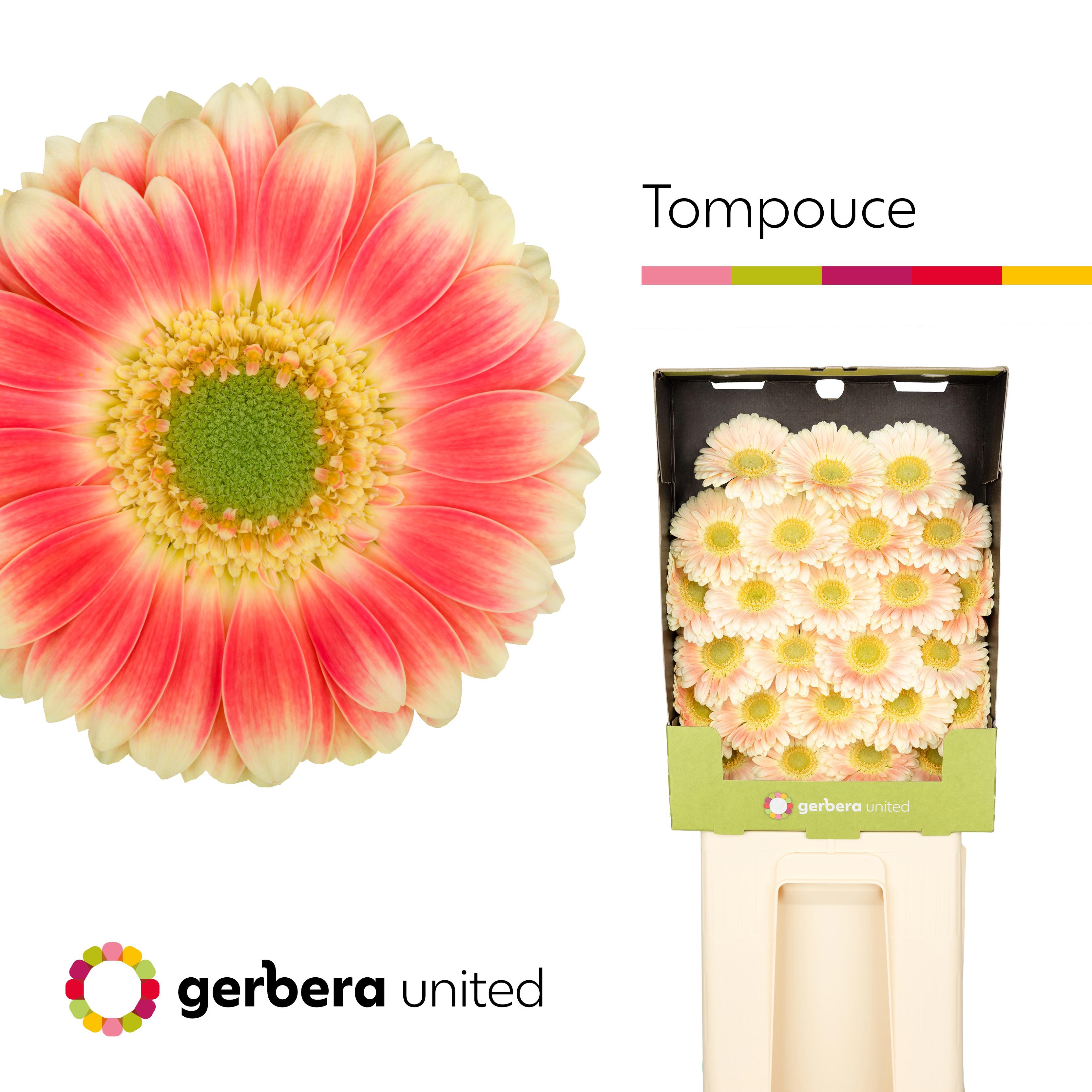25x Germ.tompouce 70cm