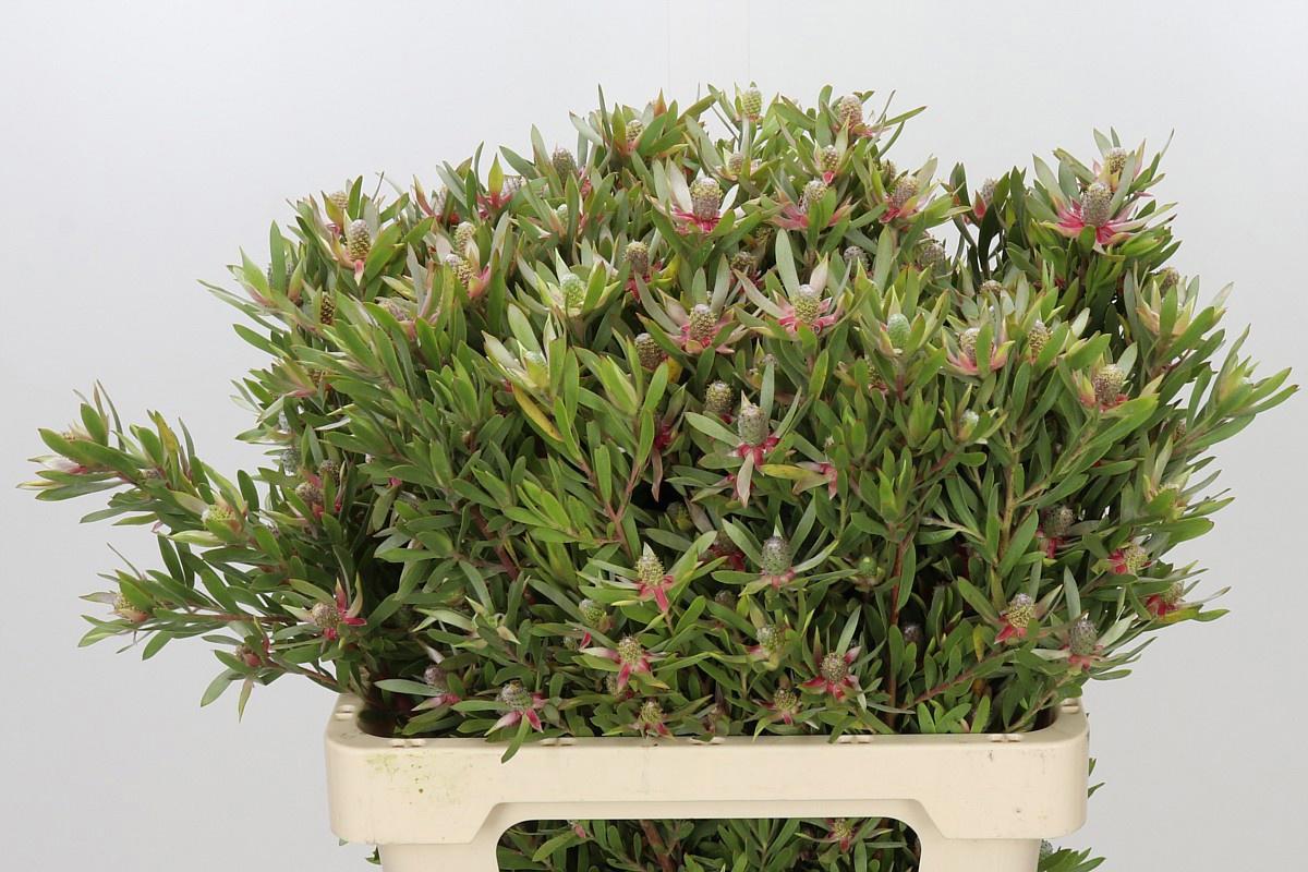 25x Pg leuc.ayoba star pearl 60cm