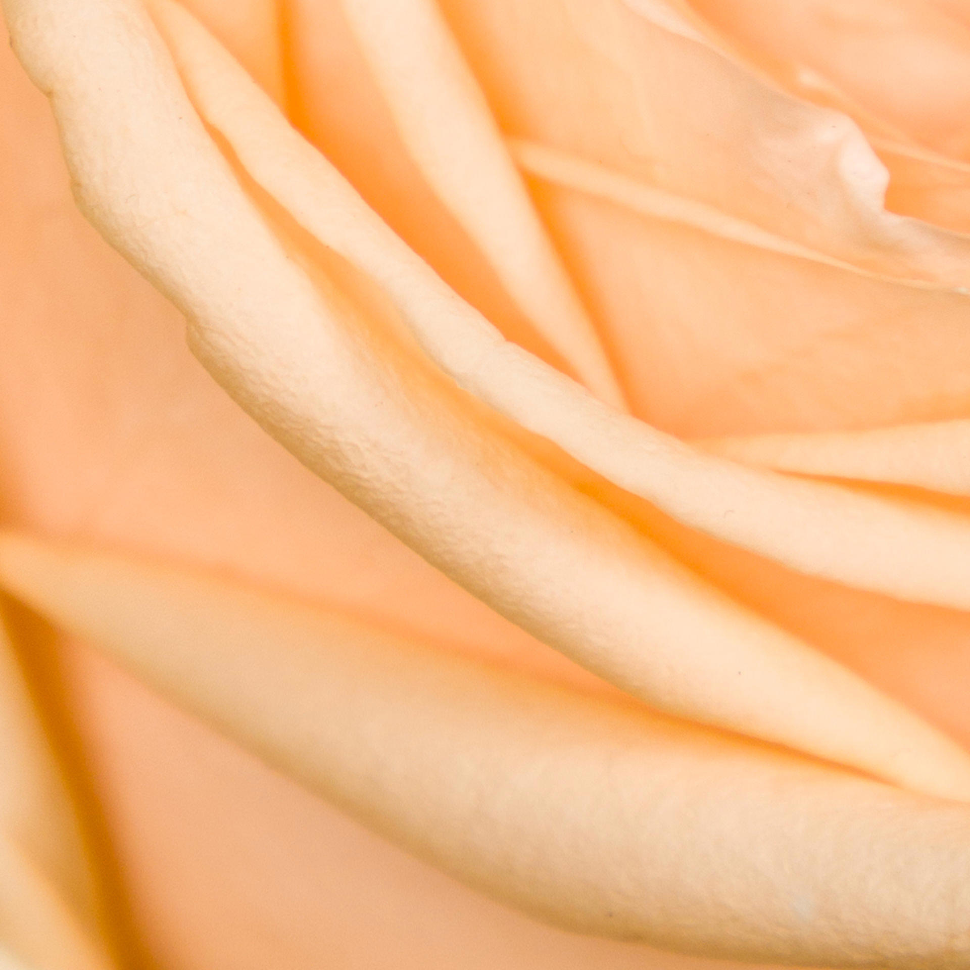 10x Rosa avalanche peach+ 60cm