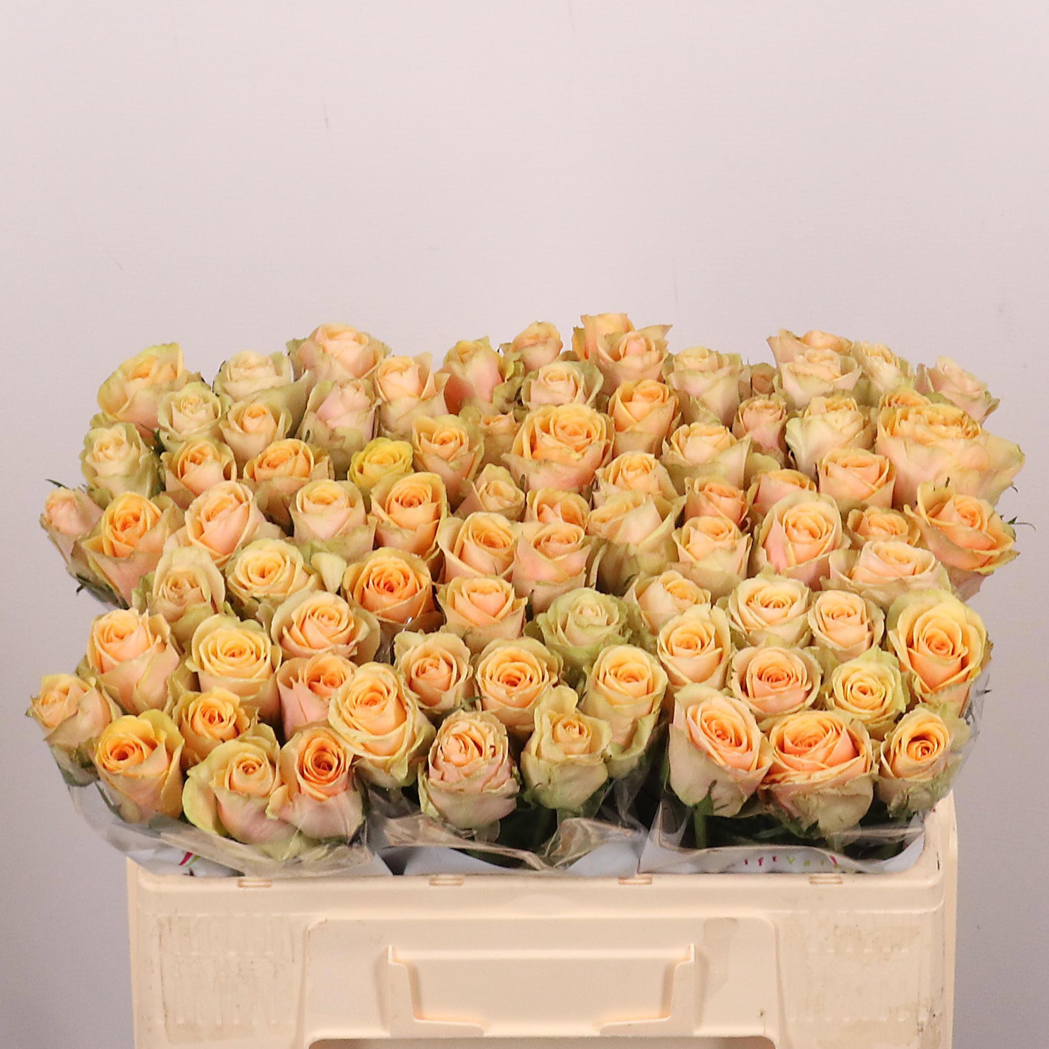 20x Rosa alchemy 50cm