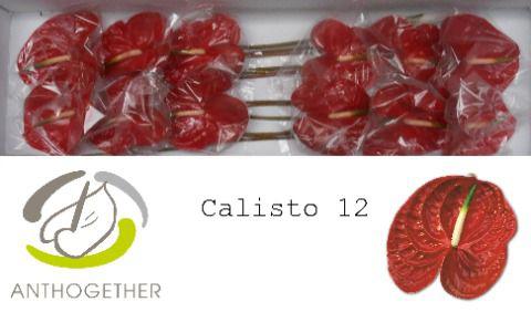 12x Anth.calisto 10cm