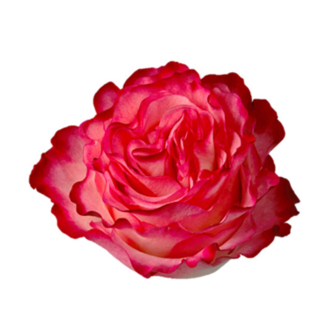 20x Rosa enchantment 50cm