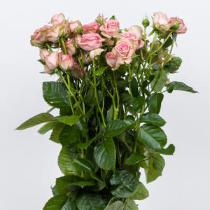 10x Rosa pepita 60cm