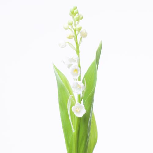 50x Convallaria 40cm