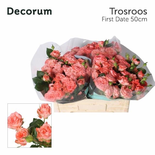 10x Rosa first date 50cm