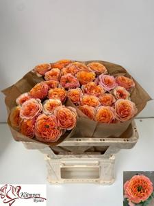 10x Rosa southpark 50cm