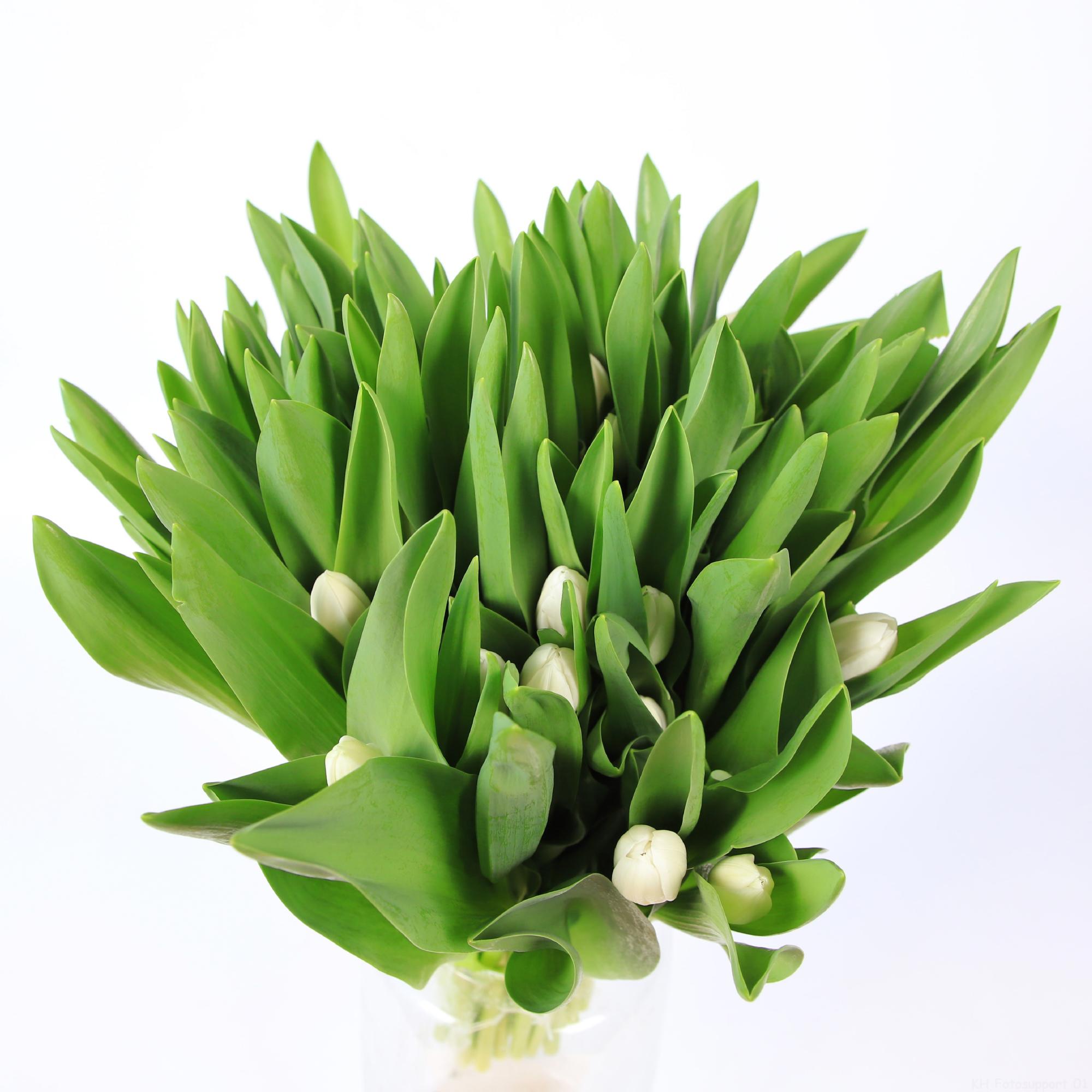 50x Tulipa royal virgin en 40cm