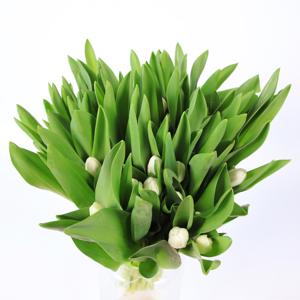 50x Tulipa royal virgin en 40cm