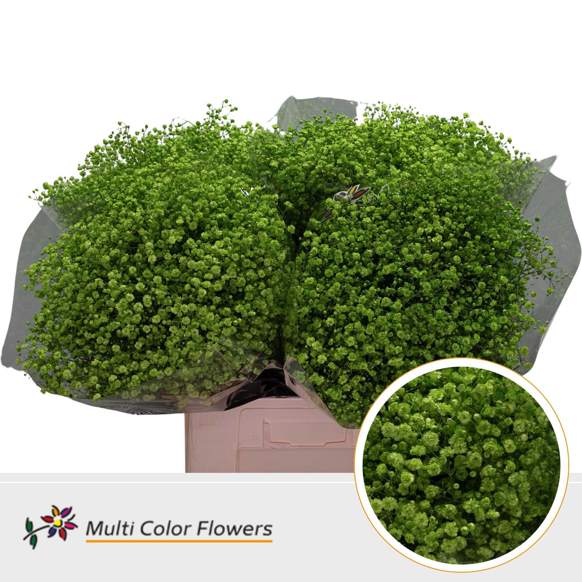 25x Gipskruid xlence green apple 70cm