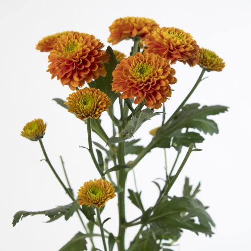10x Chrysant lionking 70cm