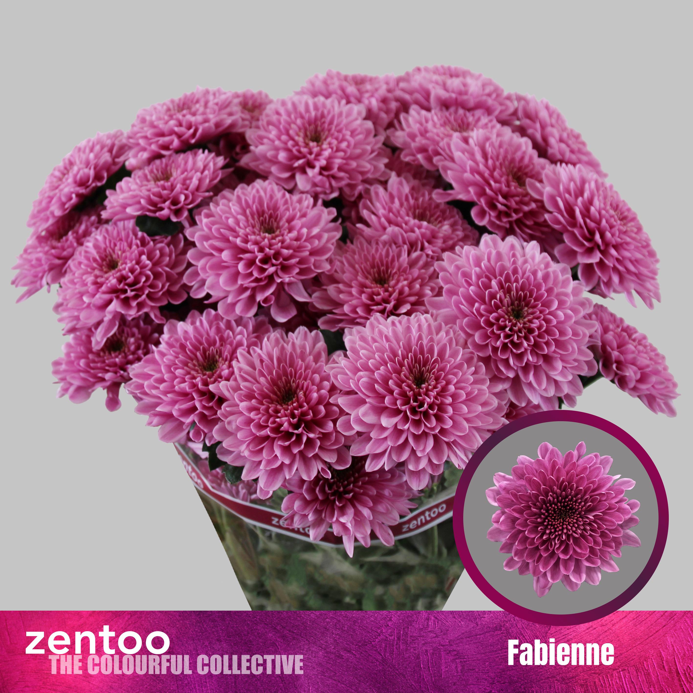 10x Chrysant fabienne 70cm