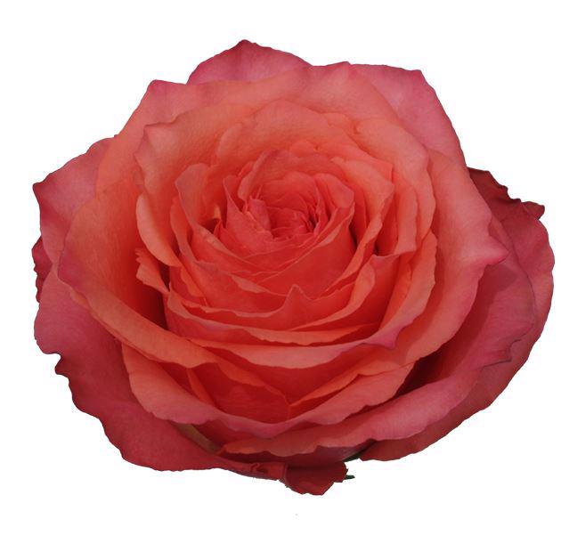 25x Rosa hard rock 60cm