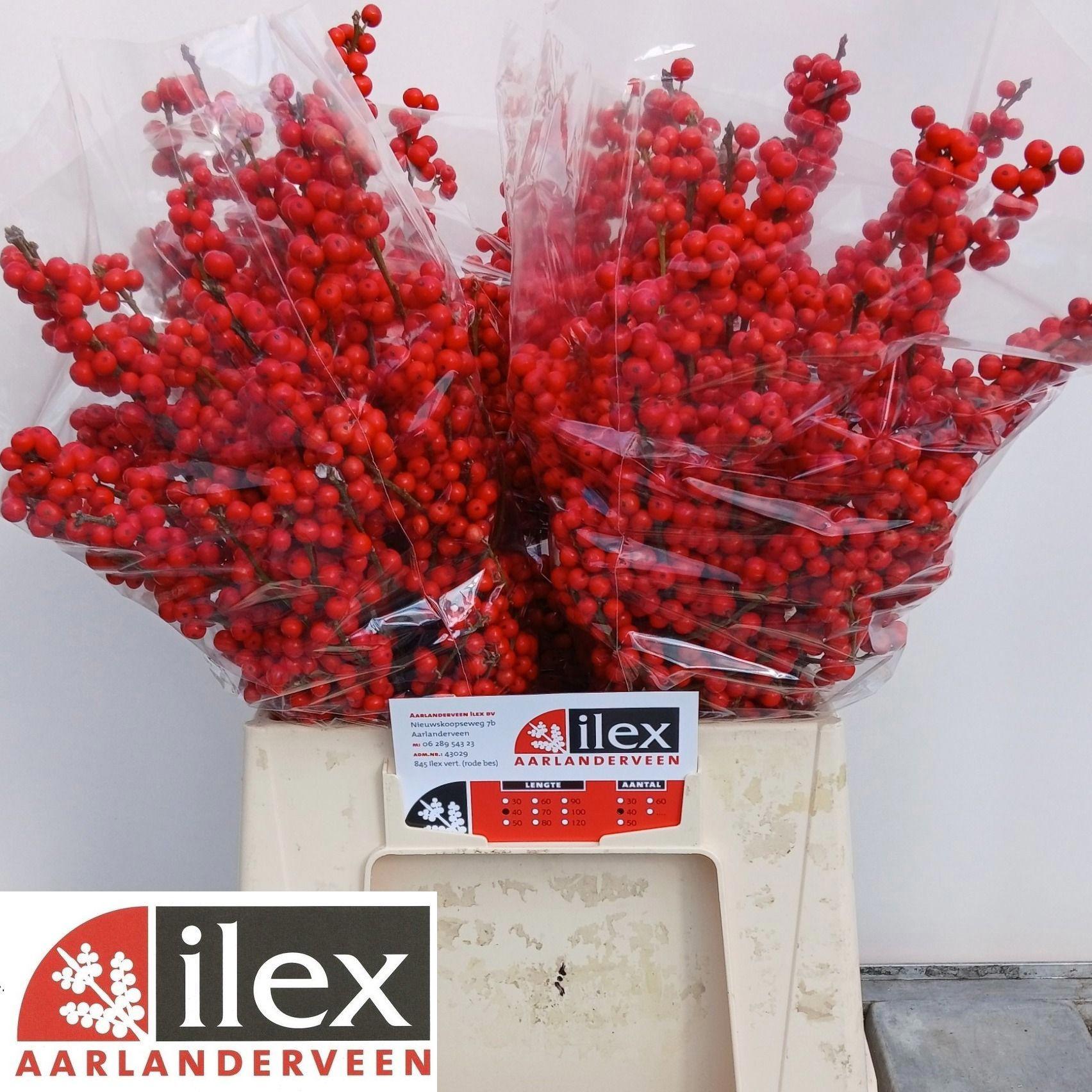 10x Ilex verticillata 40cm