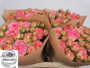 10x Rosa grandmas garden mary 50cm