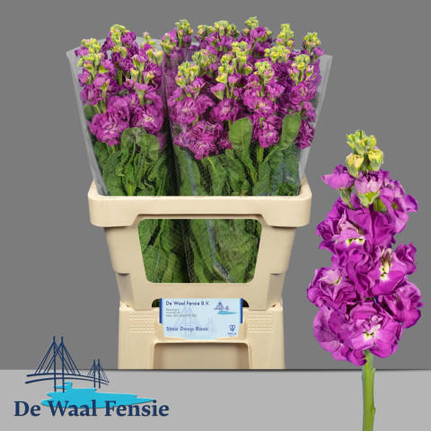 10x Matt.stox deep rose 60cm