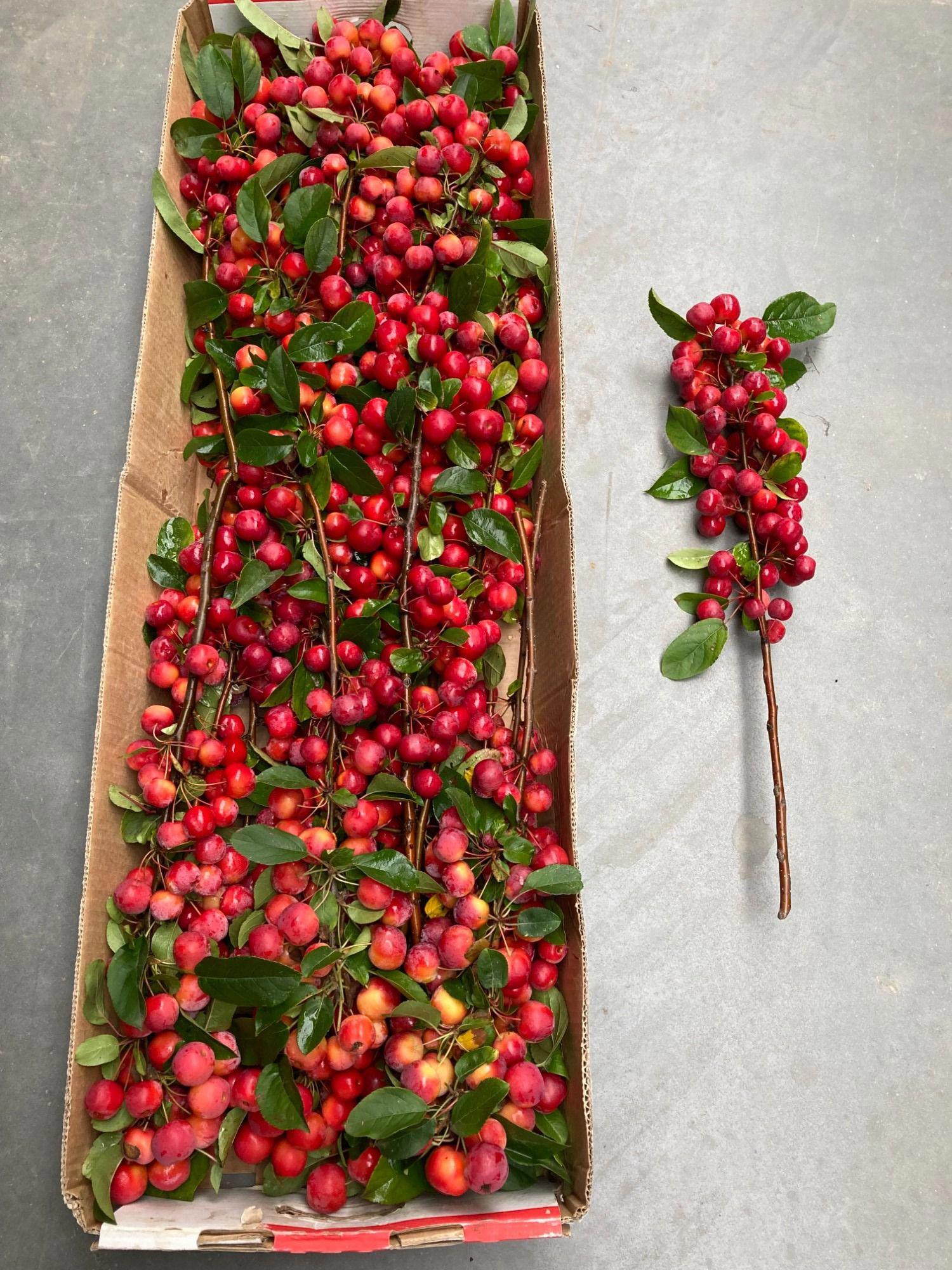 20x Tk appeltak red sentinel 40cm