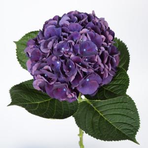 10x Hydr.royal king 50cm
