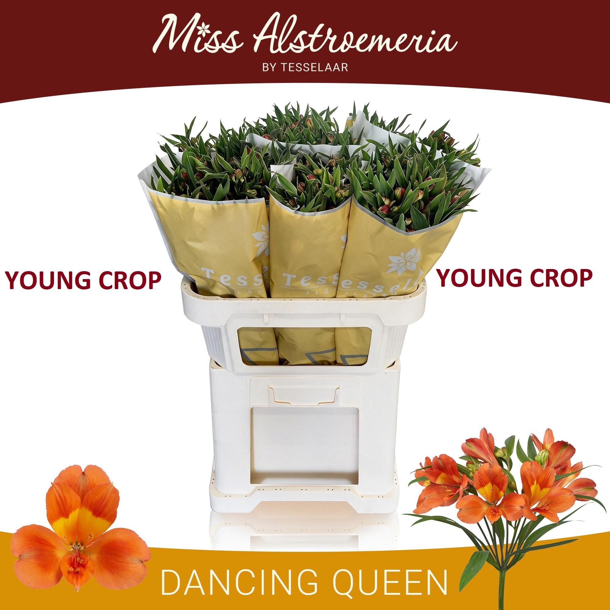 10x Alstroemeria dancing queen 70cm