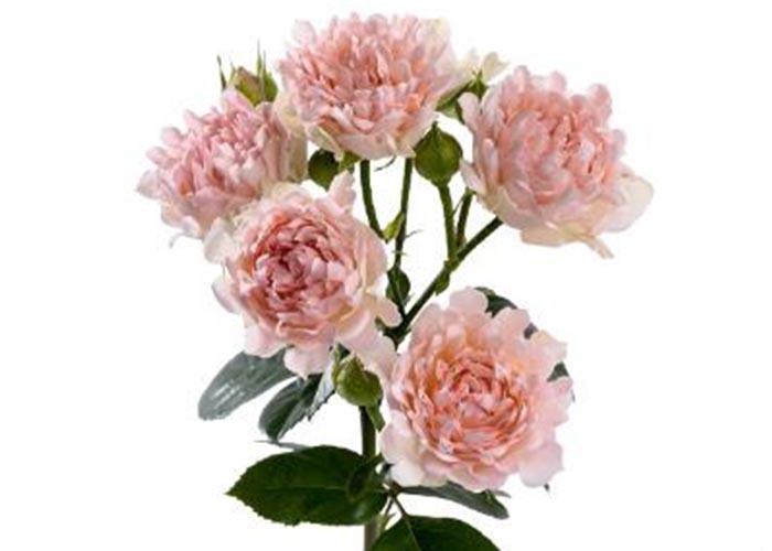 10x Rosa tr. #la vie 70cm