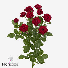 10x Rosa caradonna 50cm