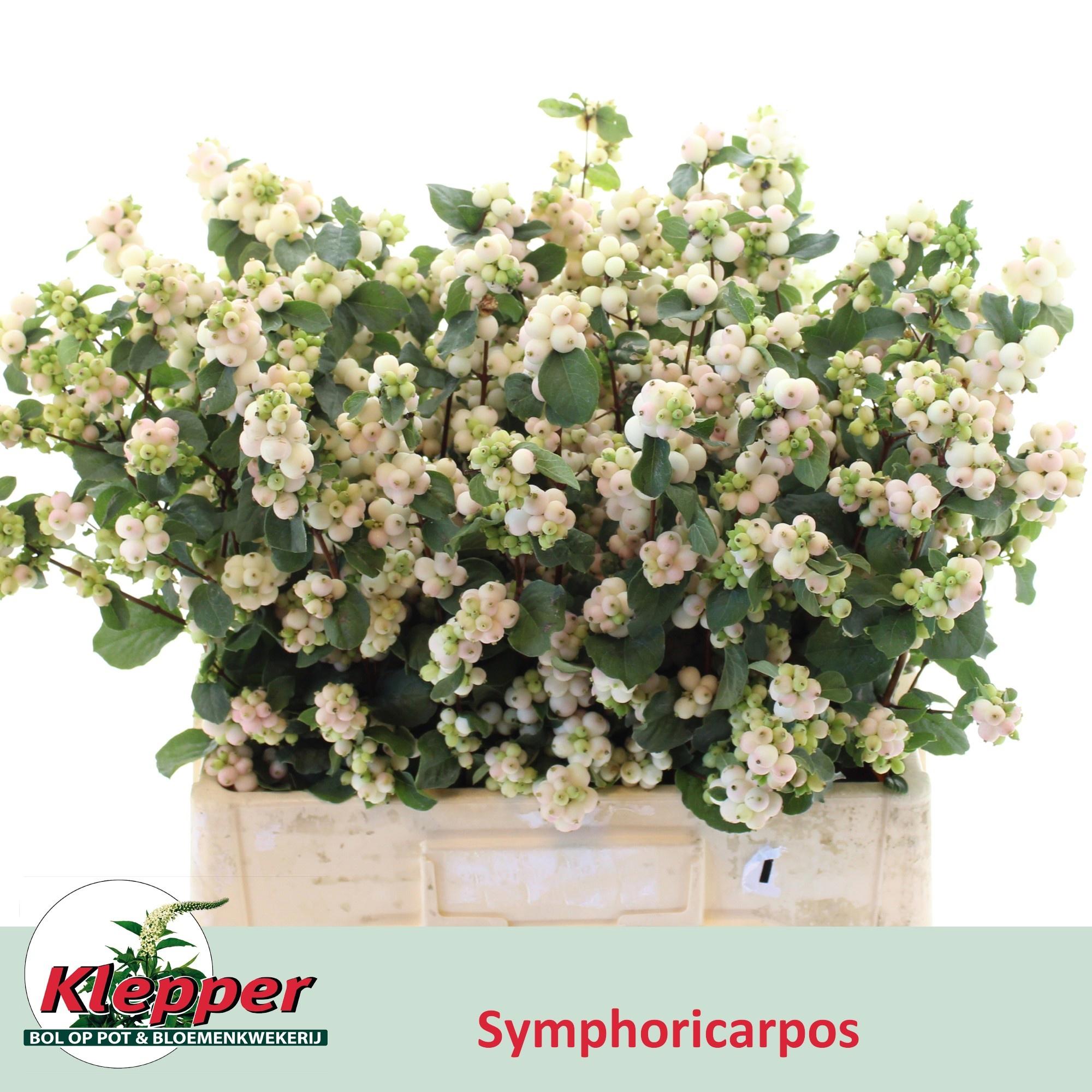 10x Symphor.magical autumn blush 60cm