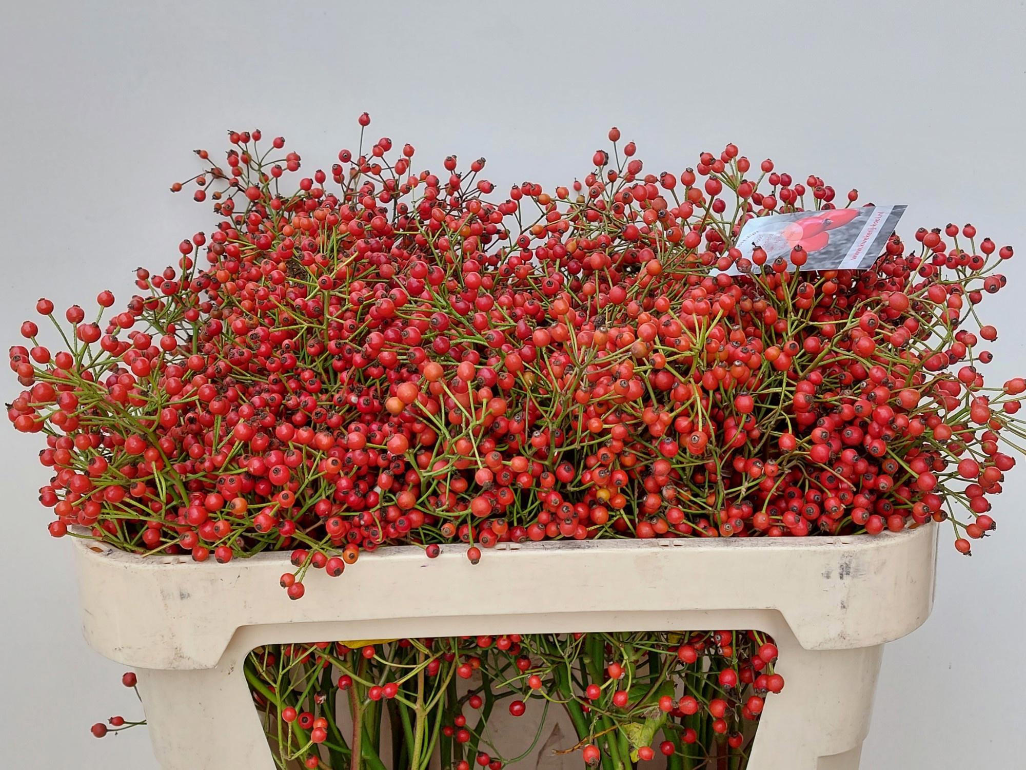 10x Rosa autumn splendor 70cm