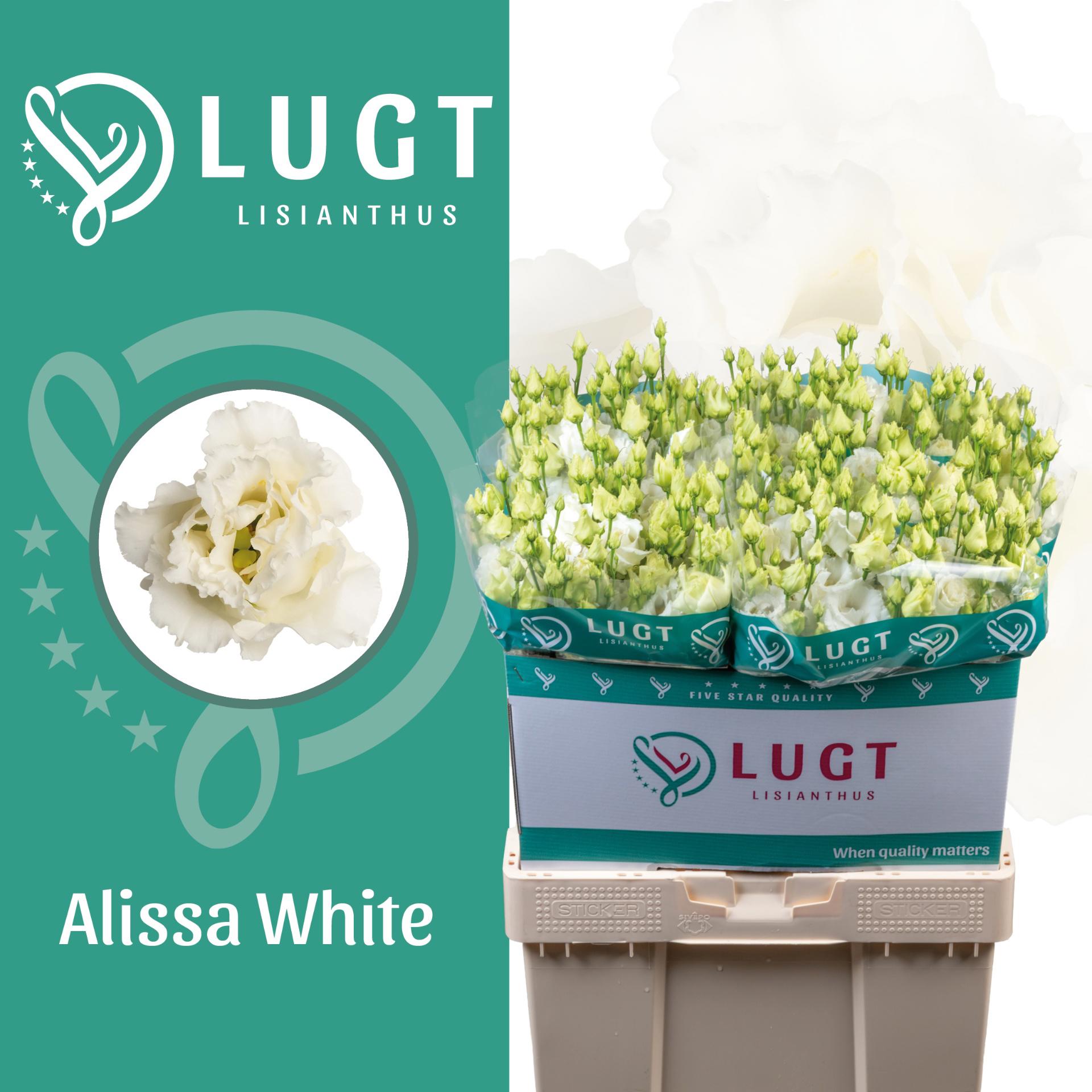 10x Eust.alissa white du 70cm