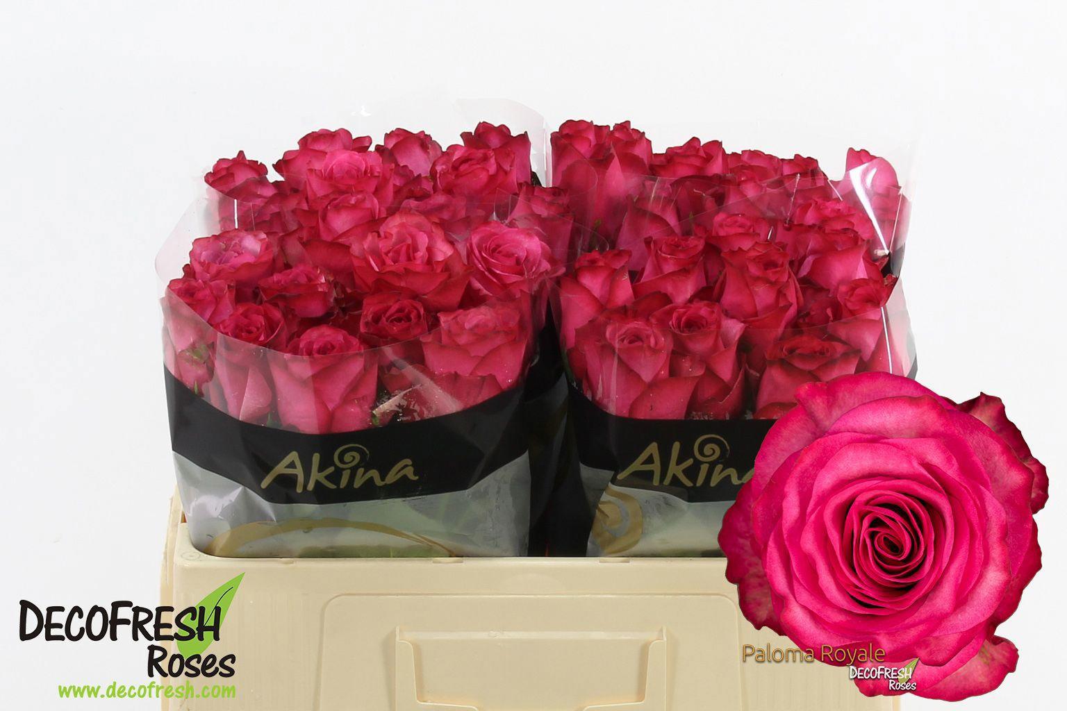 10x Rosa paloma royale 50cm