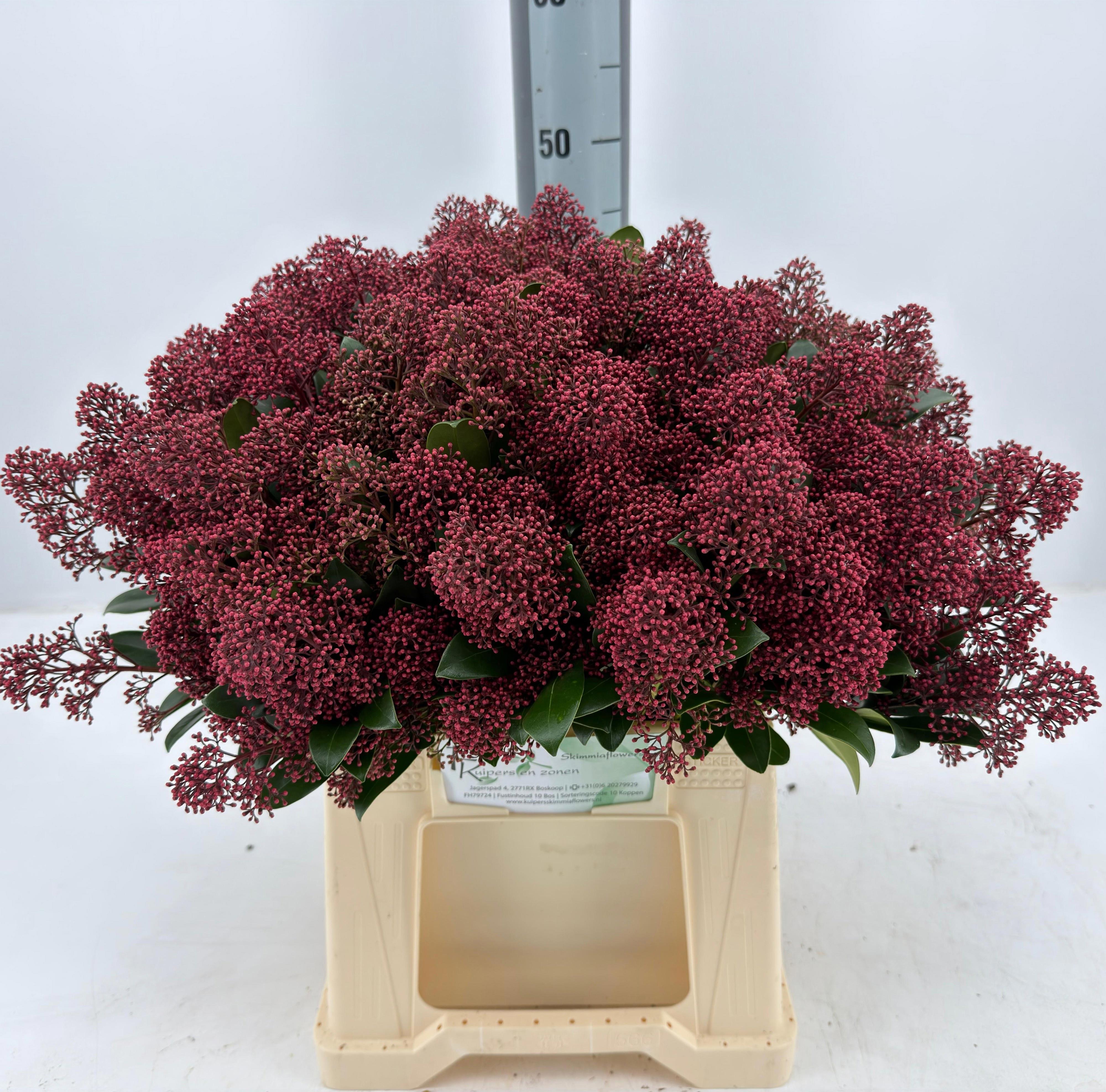 5x Skimmia rubella 40cm