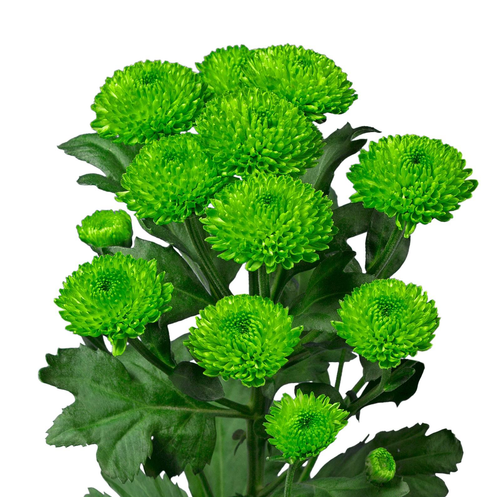 25x Chrysant san.country 50cm