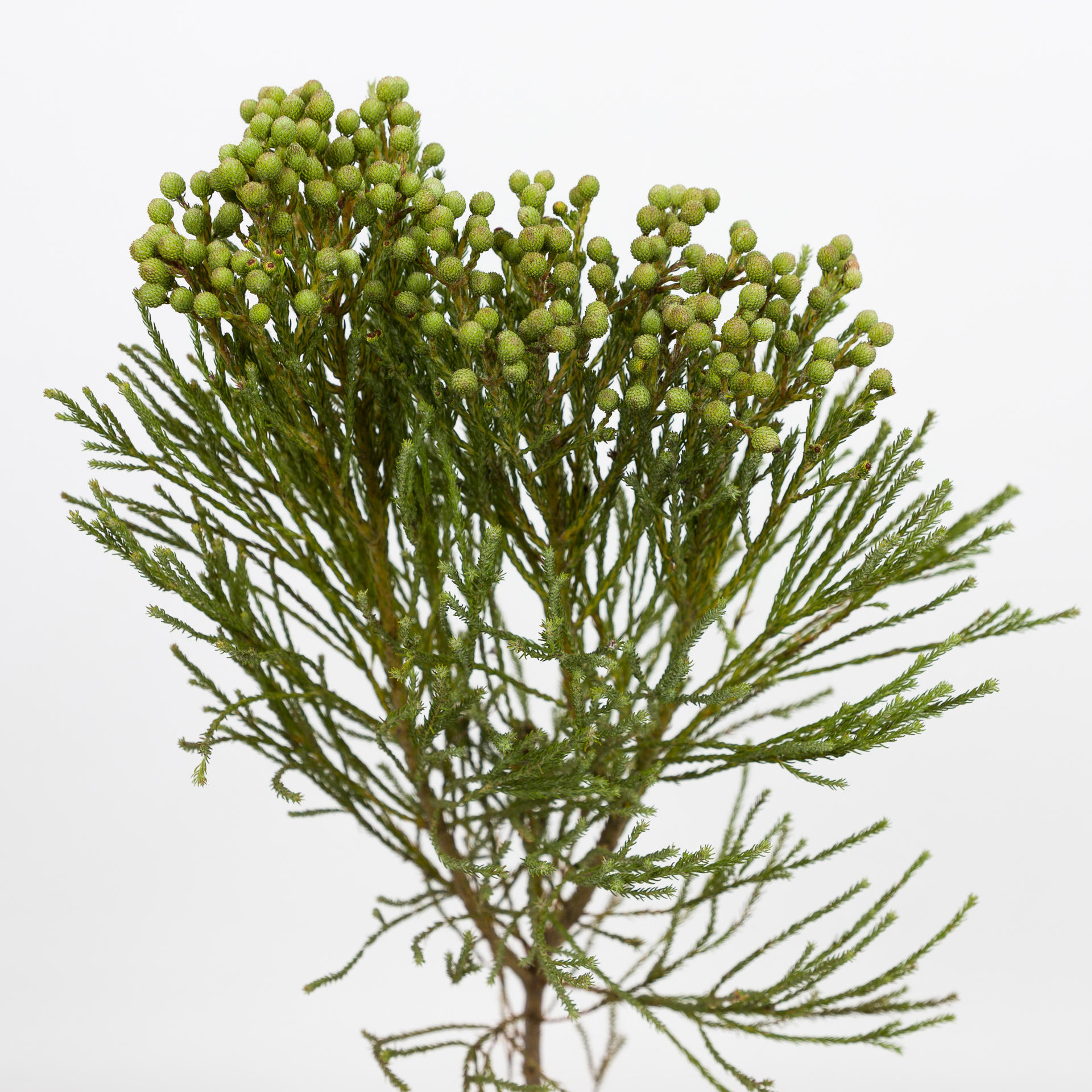 10x Pg berzelia abrotanoides 50cm