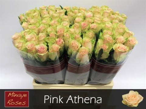 20x Rosa pink athena 40cm