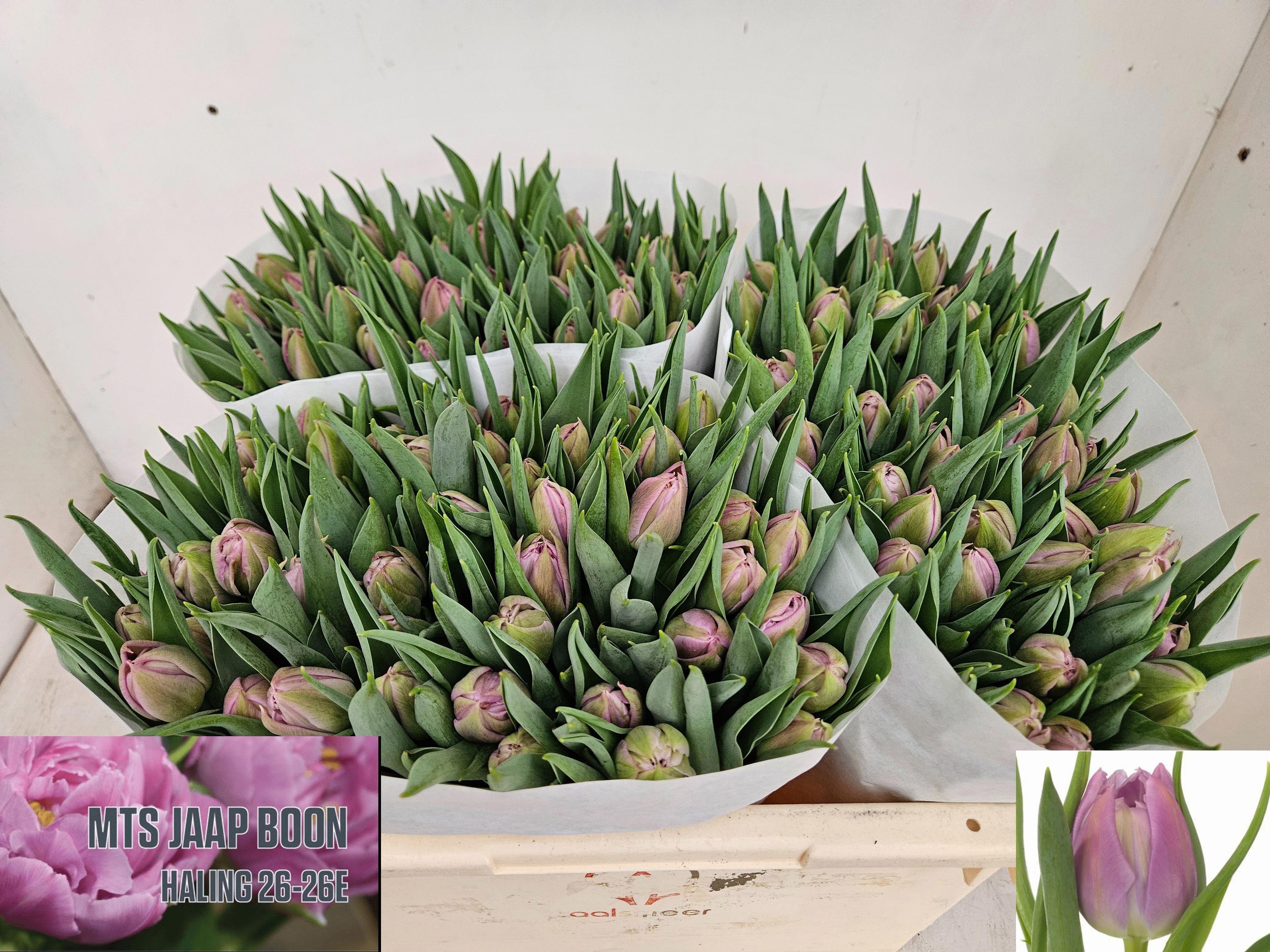50x Tulipa double price du 30cm