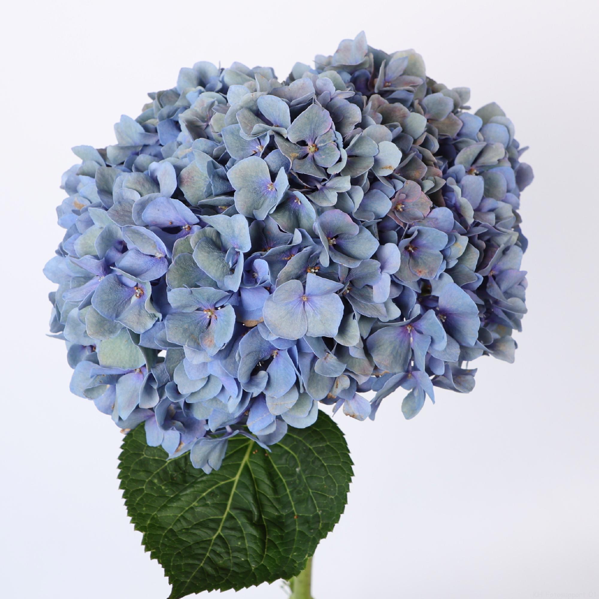 10x Hydr.pimpernel classic 80cm