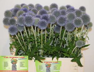 10x Echinops blue globe 60cm