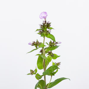 20x Phlox butterlfy 60cm