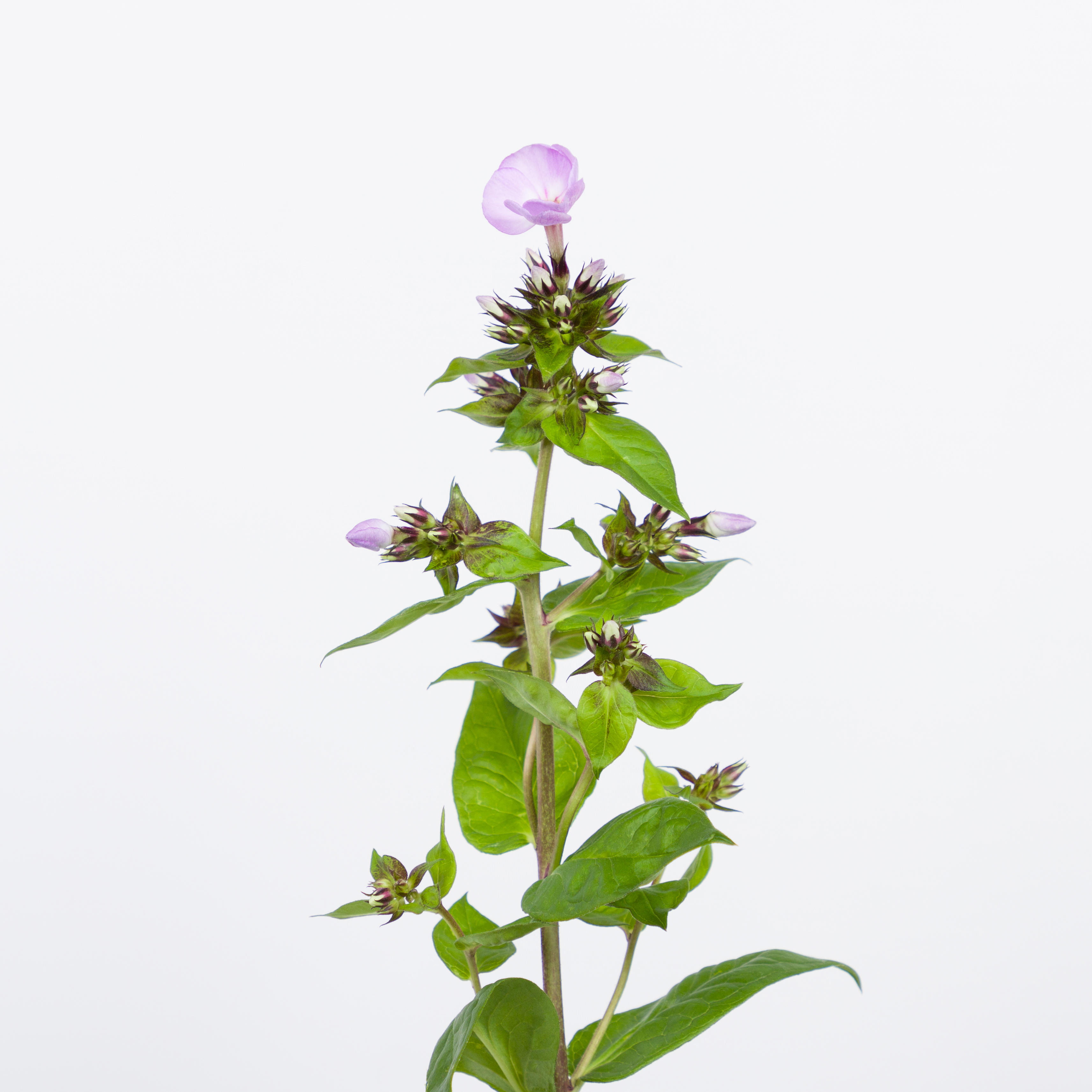 20x Phlox butterlfy 60cm