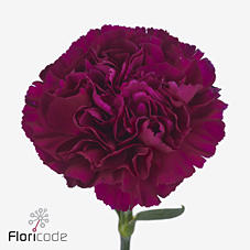 20x Dian.st.yukari violet 60cm