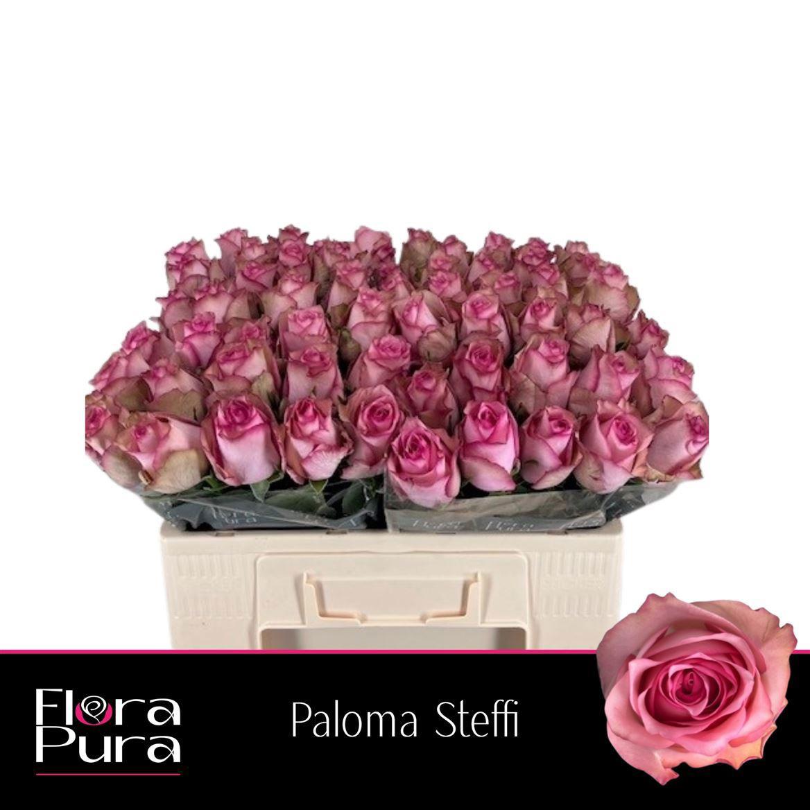 10x Rosa paloma steffi 50cm